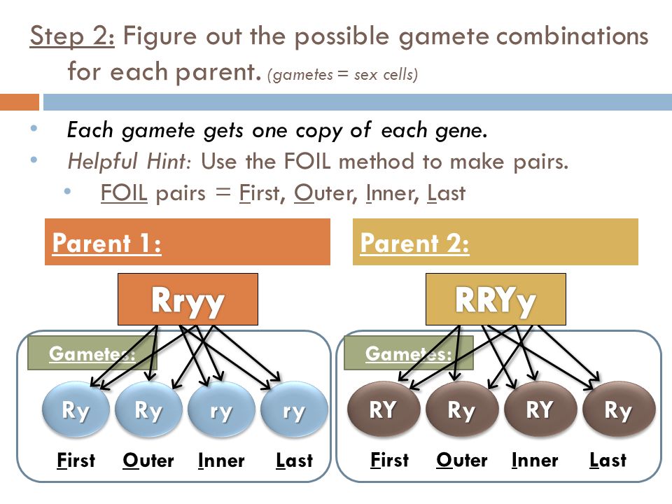 Step 2: Figure out the possible gamete combinations for each parent.