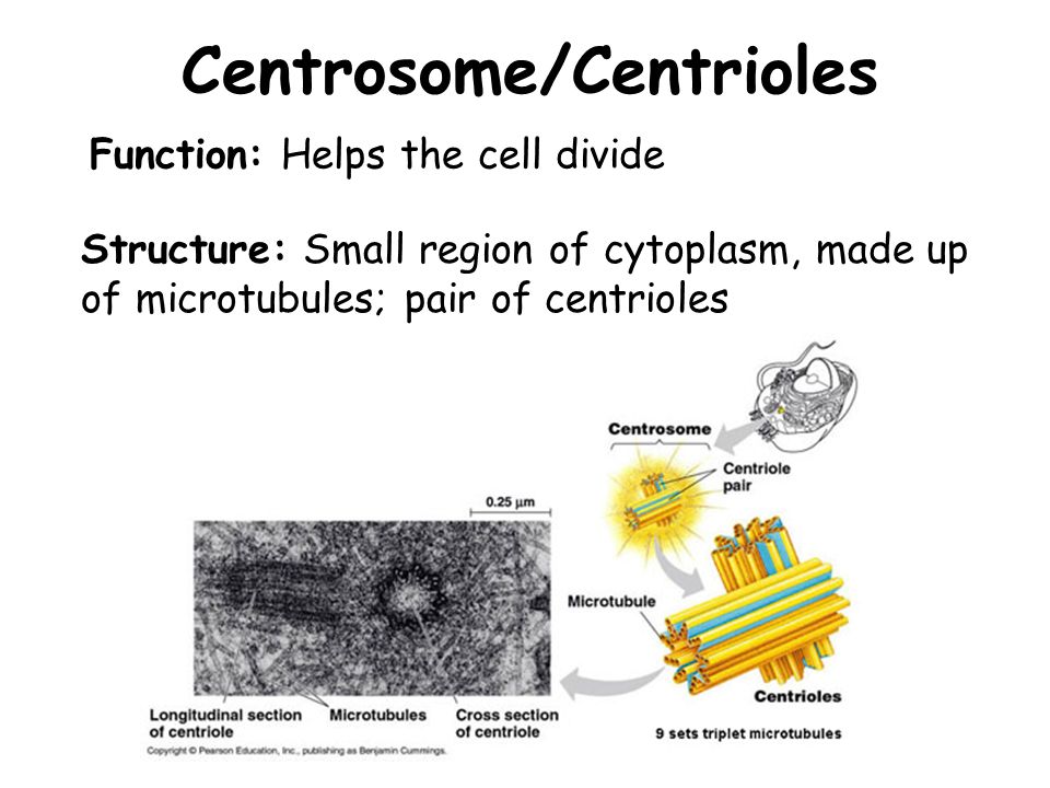 centrosome structure and function