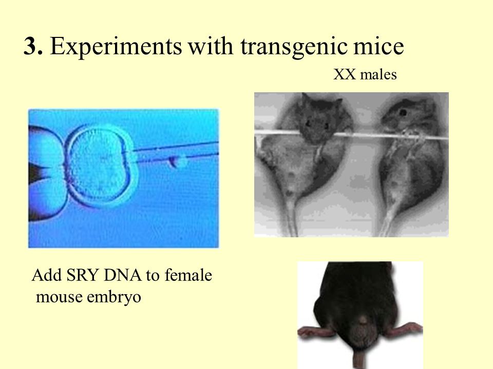 XX males Add SRY DNA to female mouse embryo 3. Experiments with transgenic mice