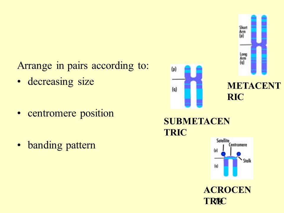79 Arrange in pairs according to: decreasing size centromere position banding pattern ACROCEN TRIC METACENT RIC SUBMETACEN TRIC