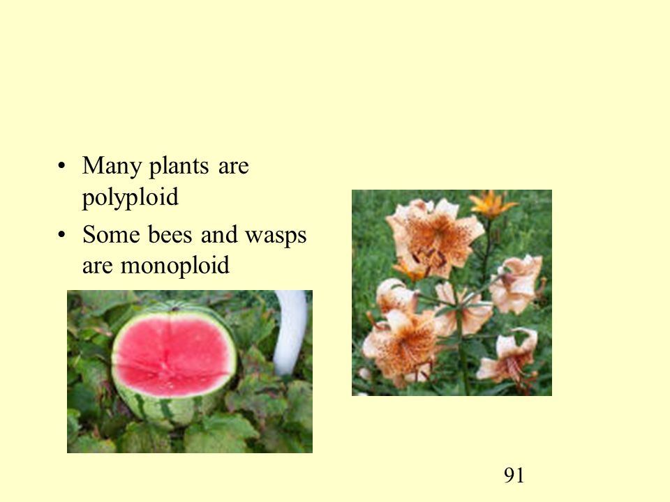 91 Many plants are polyploid Some bees and wasps are monoploid