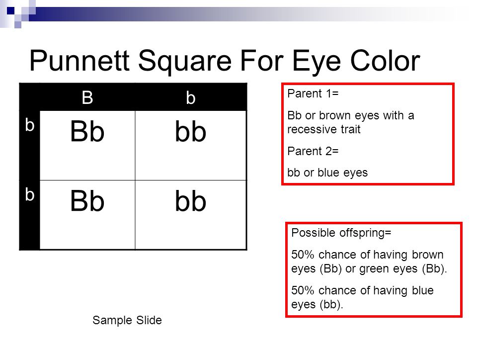 Eye Color Punnett Chart