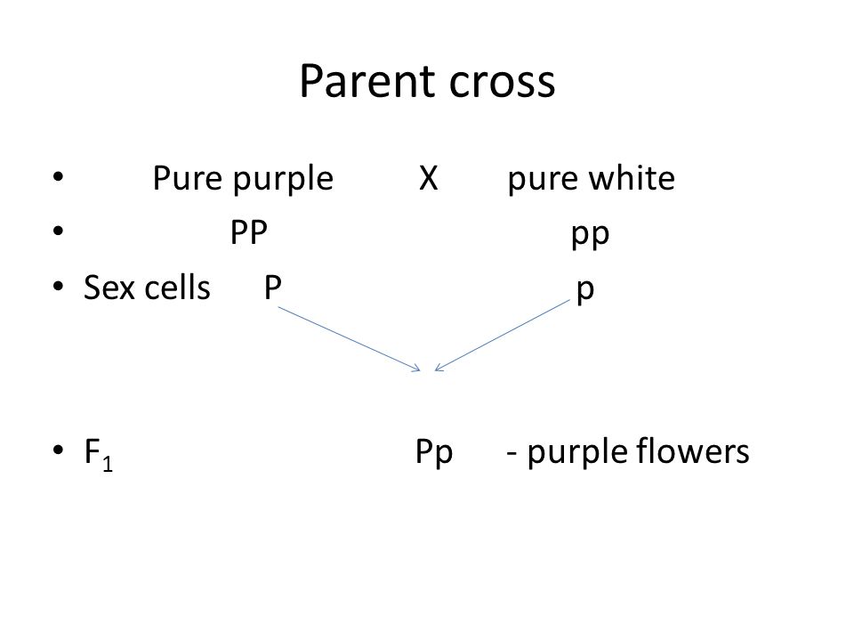 Parent cross Pure purple X pure white PP pp Sex cells P p F 1 Pp - purple flowers