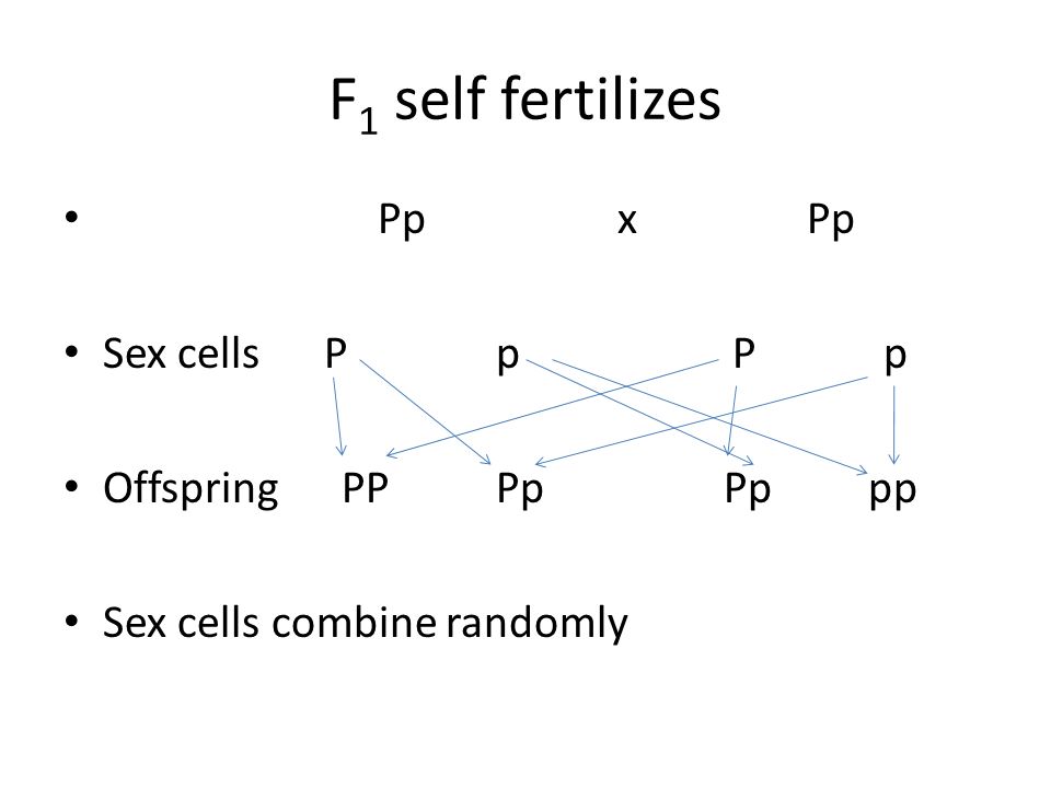 F 1 self fertilizes Pp x Pp Sex cells P p P p Offspring PP Pp Pp pp Sex cells combine randomly