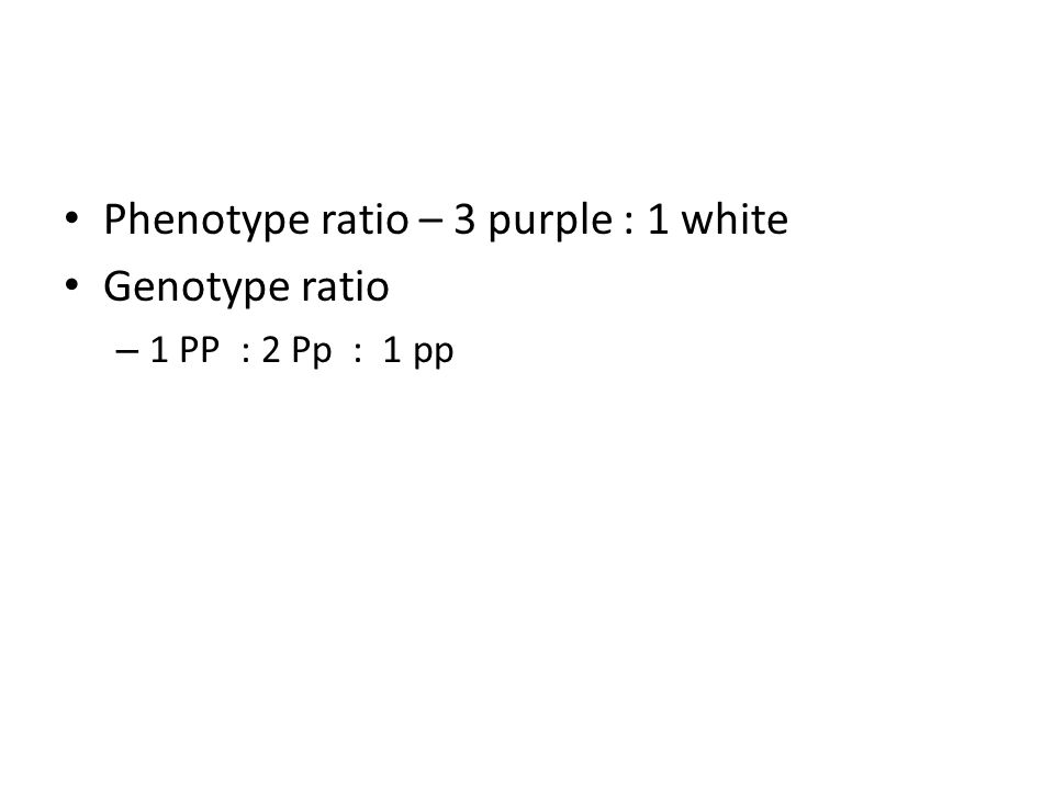 Phenotype ratio – 3 purple : 1 white Genotype ratio – 1 PP : 2 Pp : 1 pp