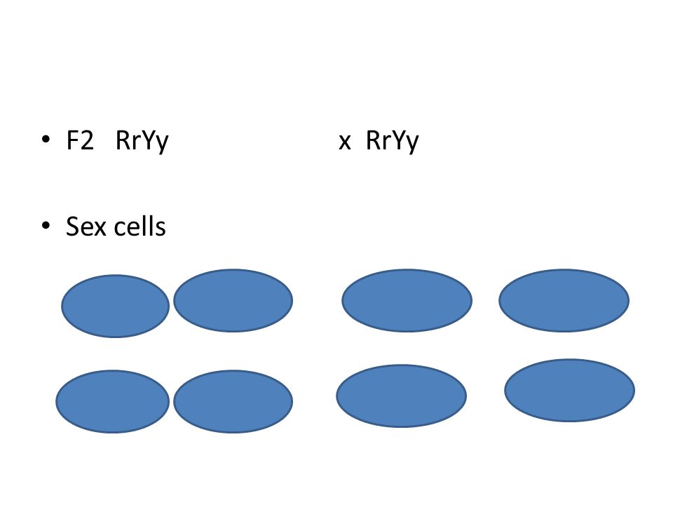 F2 RrYy x RrYy Sex cells