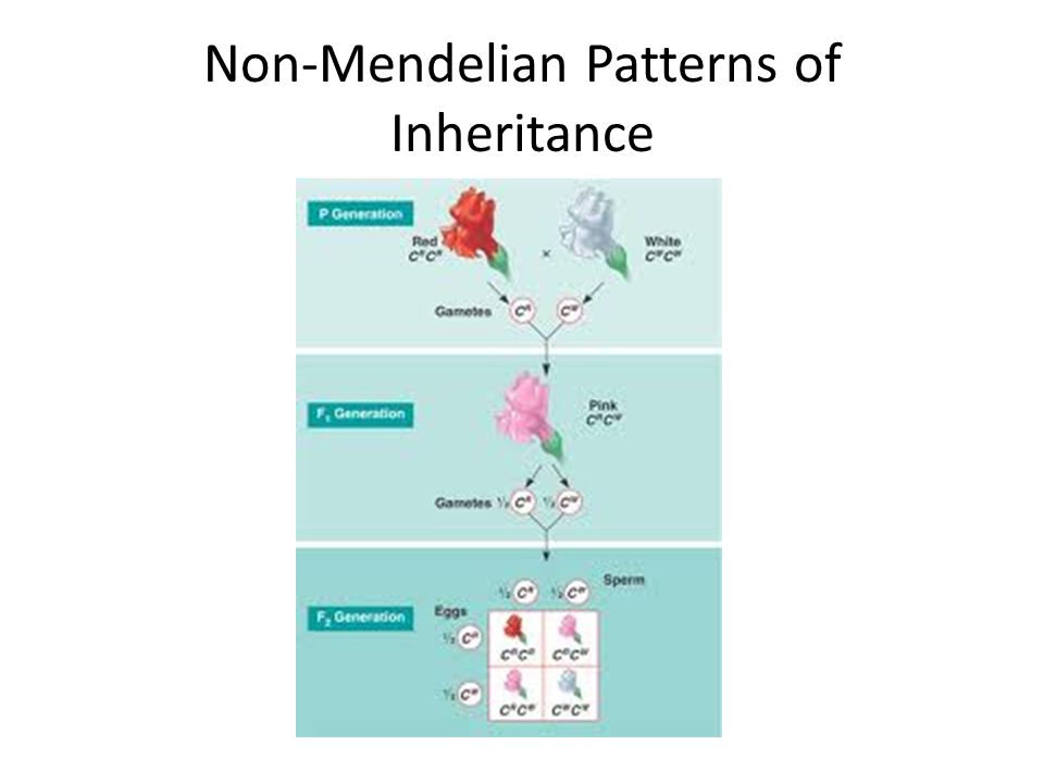Non-Mendelian Patterns of Inheritance