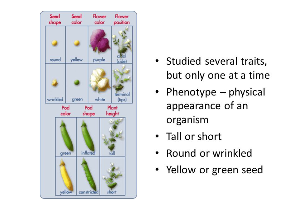 Studied several traits, but only one at a time Phenotype – physical appearance of an organism Tall or short Round or wrinkled Yellow or green seed