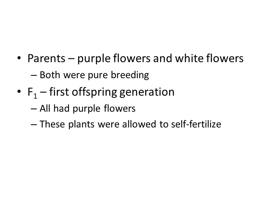Parents – purple flowers and white flowers – Both were pure breeding F 1 – first offspring generation – All had purple flowers – These plants were allowed to self-fertilize