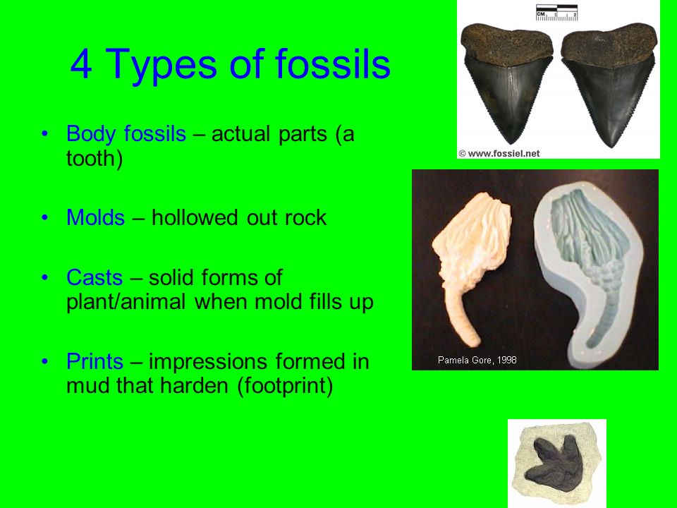 4 Types of fossils Body fossils – actual parts (a tooth) Molds – hollowed out rock Casts – solid forms of plant/animal when mold fills up Prints – impressions formed in mud that harden (footprint)