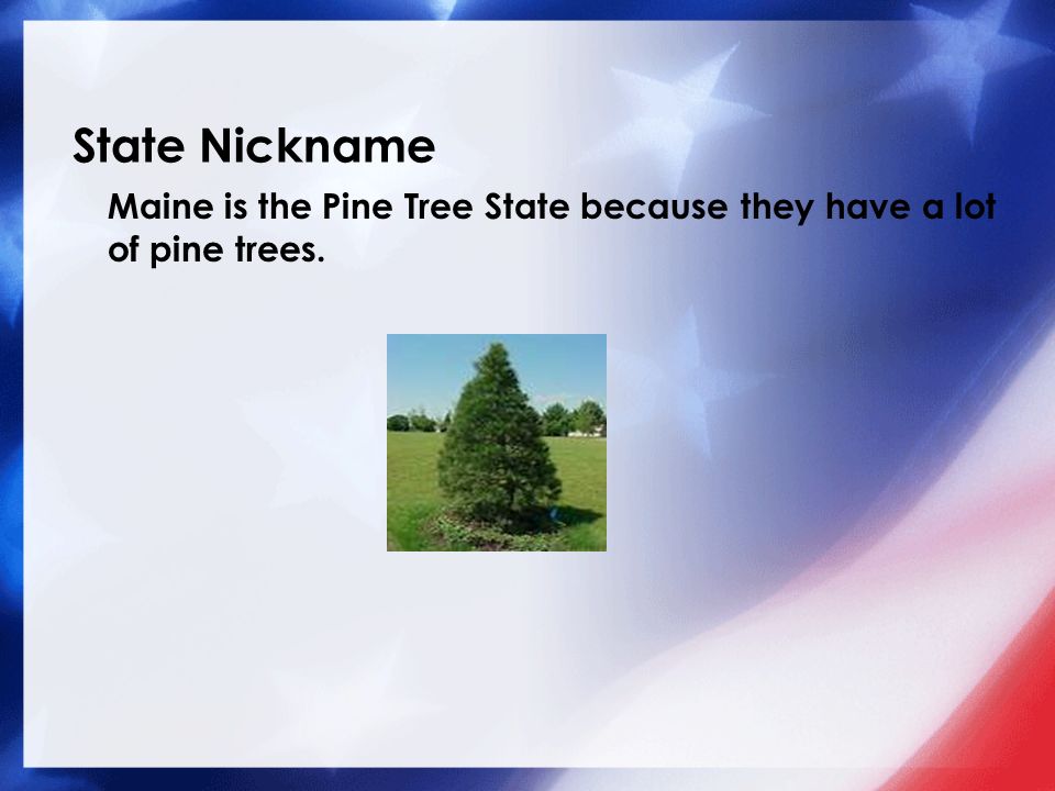 State Nickname Maine is the Pine Tree State because they have a lot of pine trees.