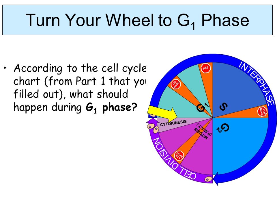Cell Cycle Chart
