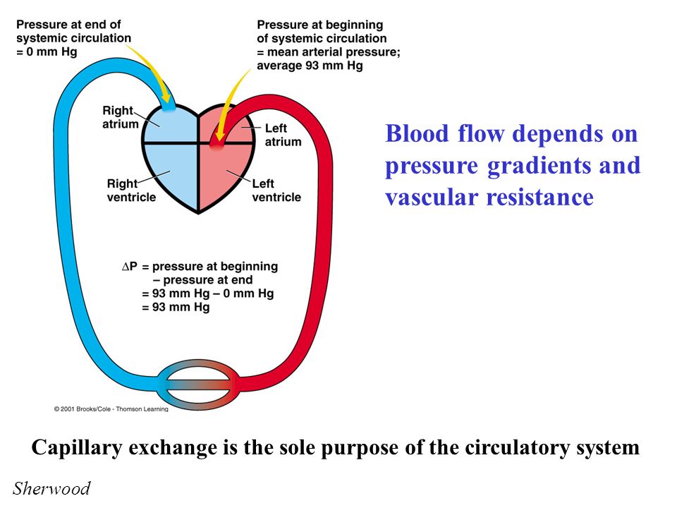 mechanism of regulation of tissue blood flow how can blood pressure and flow be regulated locally