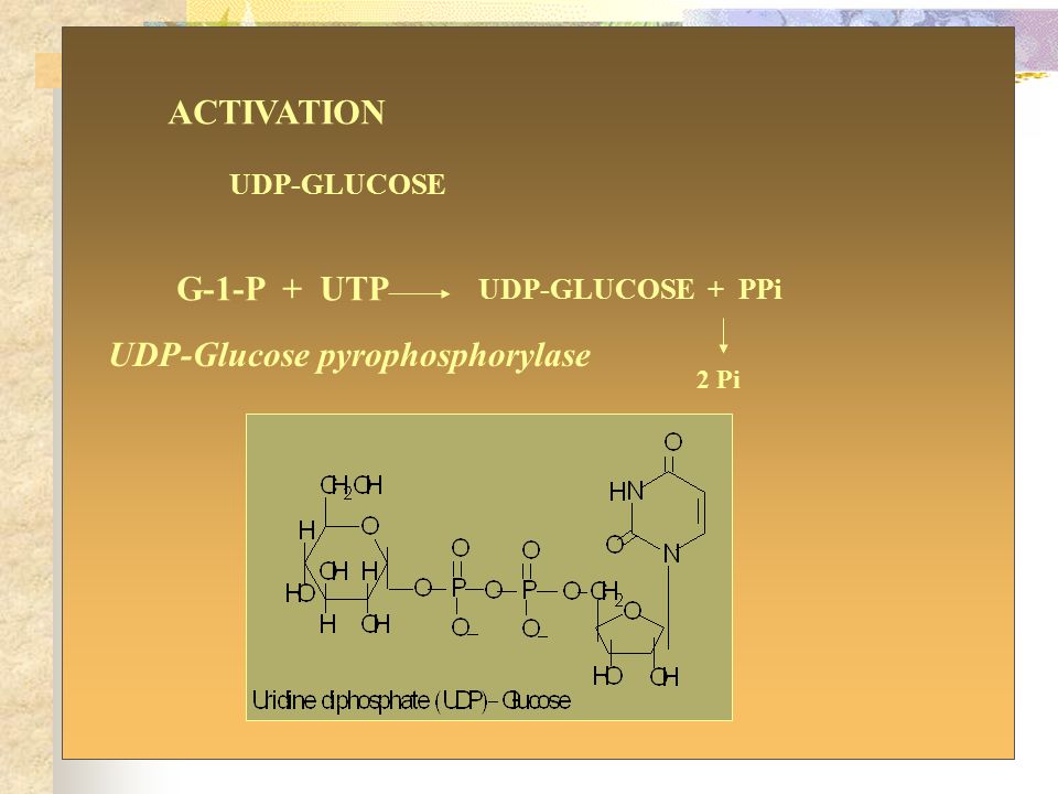ppt Chapter Glucose transport. 4 - Metabolism. ... Carbohydrate