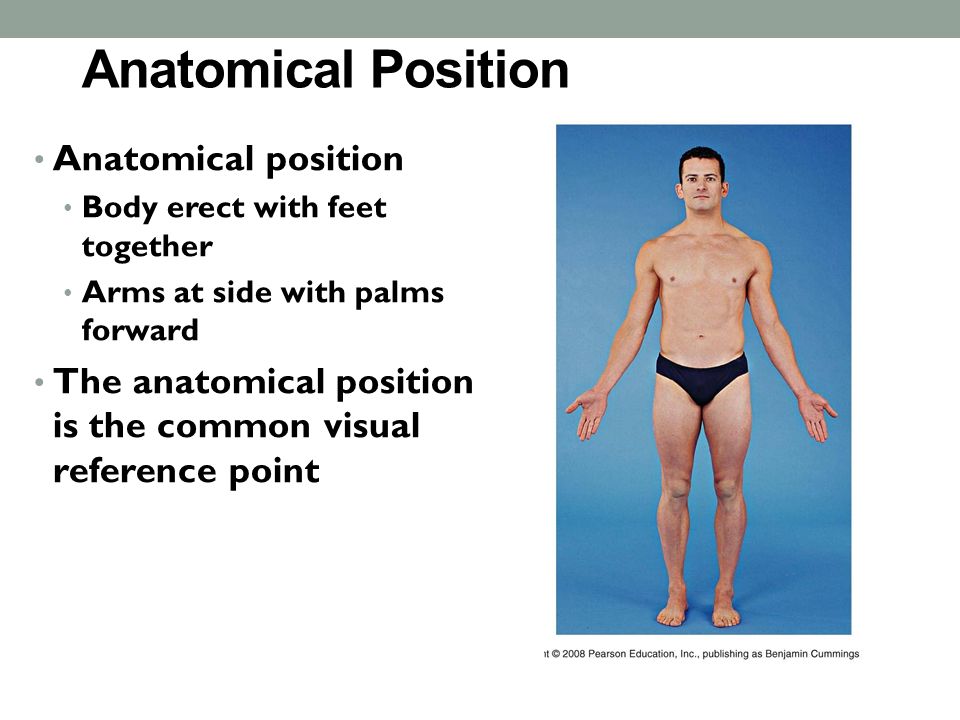 ANATOMICAL POSITIONS. Anatomical Position Anatomical position Body erect  with feet together Arms at side with palms forward The anatomical position  is. - ppt download