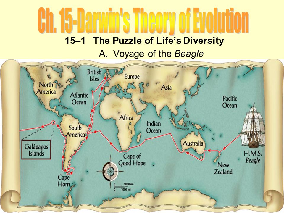While on his voyage around the world aboard the H.M.S. Beagle, Charles  Darwin spent about one month observing life on the Galápagos islands.  There, he. - ppt download
