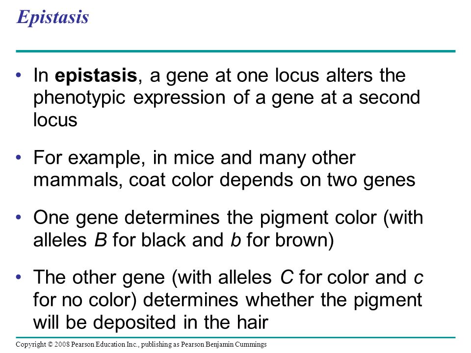 Epistasis In epistasis, a gene at one locus alters the phenotypic expression of a gene at a second locus For example, in mice and many other mammals, coat color depends on two genes One gene determines the pigment color (with alleles B for black and b for brown) The other gene (with alleles C for color and c for no color) determines whether the pigment will be deposited in the hair Copyright © 2008 Pearson Education Inc., publishing as Pearson Benjamin Cummings