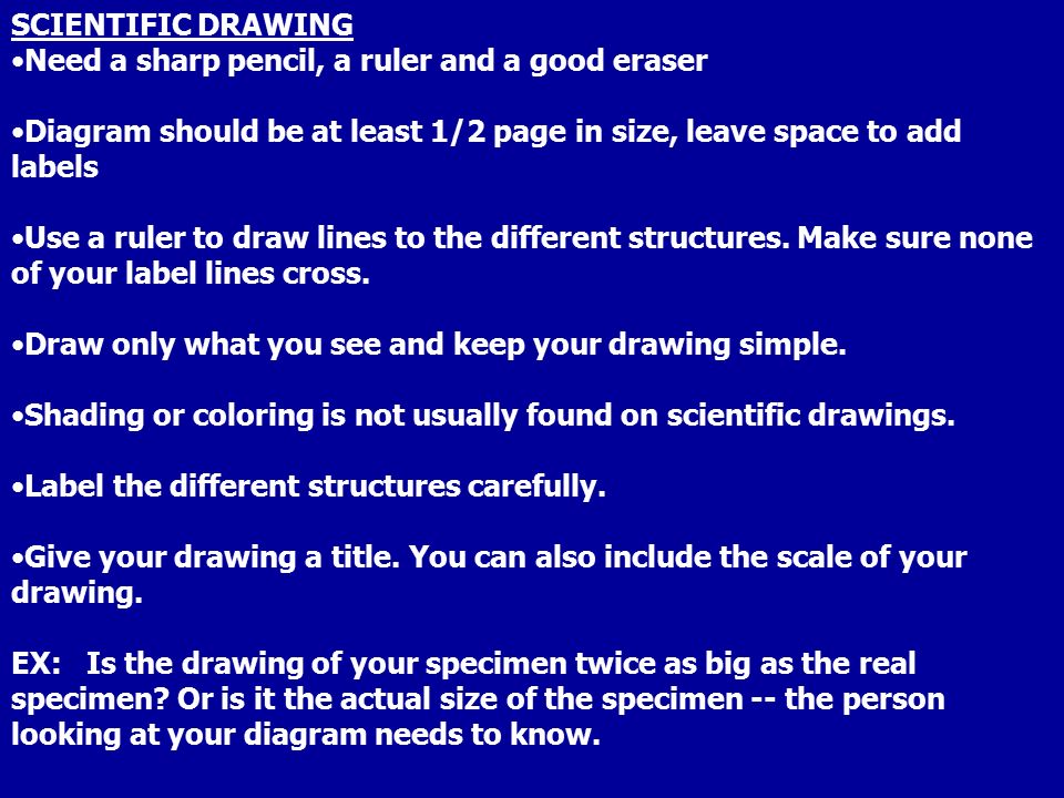 SCIENTIFIC DRAWING Need a sharp pencil, a ruler and a good eraser Diagram should be at least 1/2 page in size, leave space to add labels Use a ruler to draw lines to the different structures.