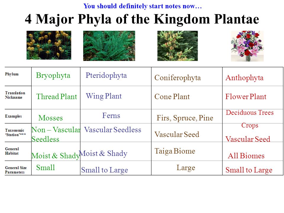 Kingdom Plantae Characteristics Chart