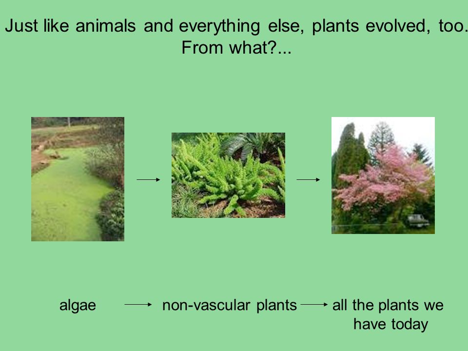 24+ Are All Plants Multicellular
