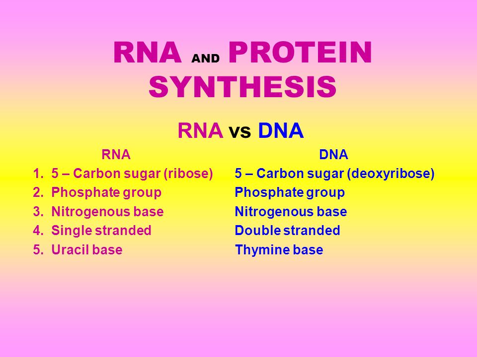 Rna And Protein Synthesis Rna Vs Dna Rnadna 1 Rna And Protein Synthesis Rna Vs Dna Rnadna 1