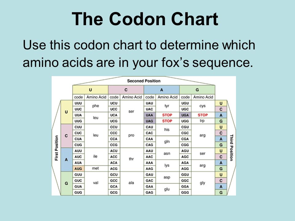 Use Your Codon Chart To Determine The Amino Acid Sequence