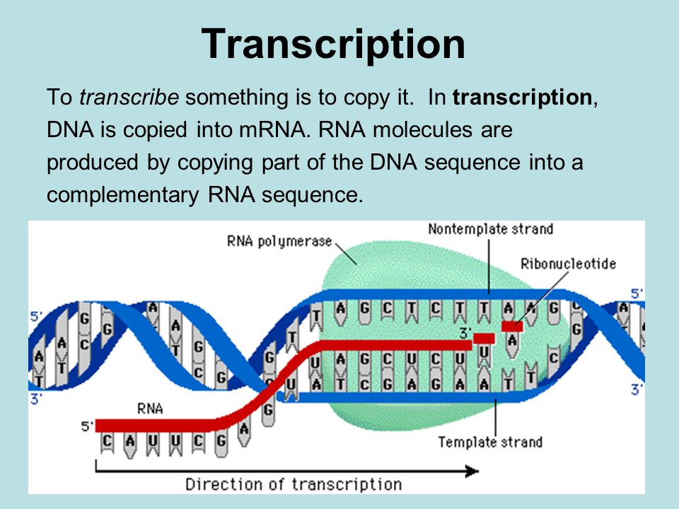 transcribe dna transcribe dna