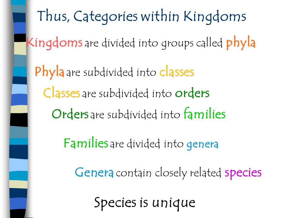 Basic Classification - Zoology. Classification of Organisms 