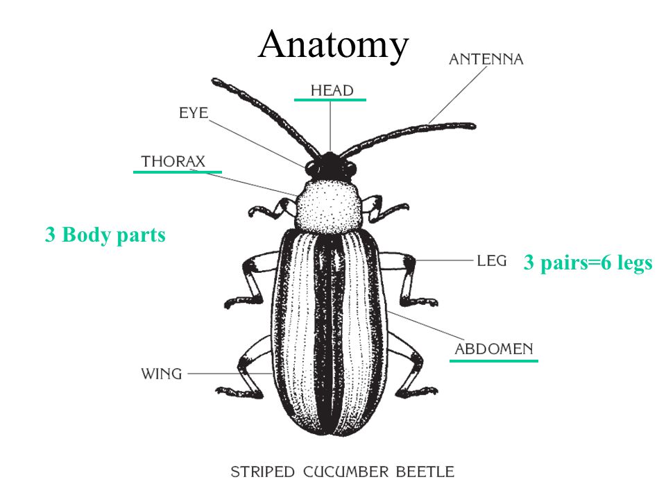 Insect bad guys! You'll never look at a bug the same. - ppt download