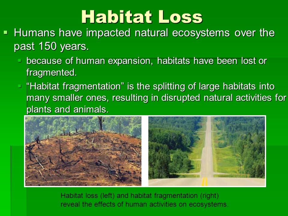  How Humans Influence Ecosystems  Human intrusion has caused many BC  wetlands to disappear.  In the past 100 years up to 70% of the wetlands in  the. - ppt download