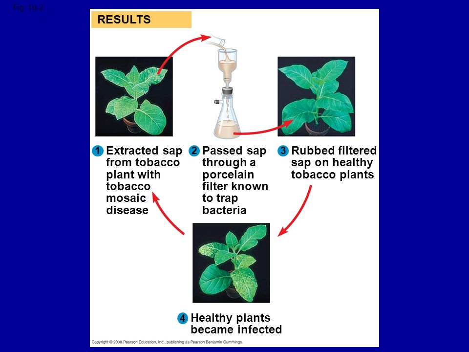 Objective Viruses Fig Results 12 3 Extracted Sap From Tobacco Plant With Tobacco Mosaic Disease Passed Sap Through A Porcelain Filter Known To Ppt Download