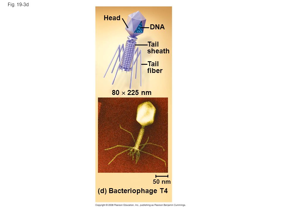 Fig. 19-3d Head DNA Tail sheath Tail fiber 80  225 nm 50 nm (d) Bacteriophage T4