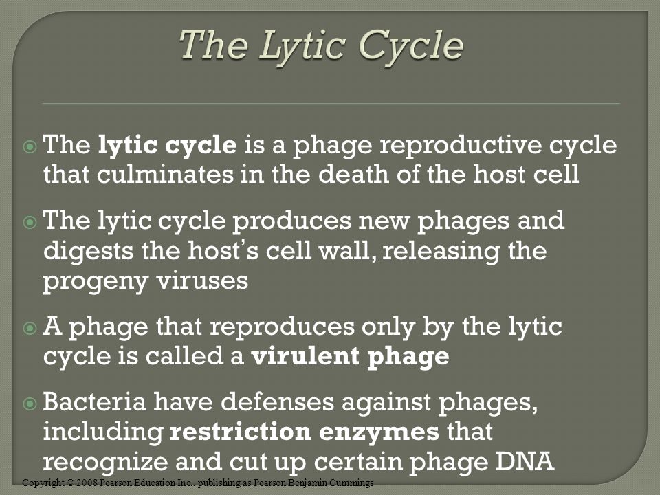 Copyright © 2008 Pearson Education Inc., publishing as Pearson Benjamin Cummings  The lytic cycle is a phage reproductive cycle that culminates in the death of the host cell  The lytic cycle produces new phages and digests the host’s cell wall, releasing the progeny viruses  A phage that reproduces only by the lytic cycle is called a virulent phage  Bacteria have defenses against phages, including restriction enzymes that recognize and cut up certain phage DNA