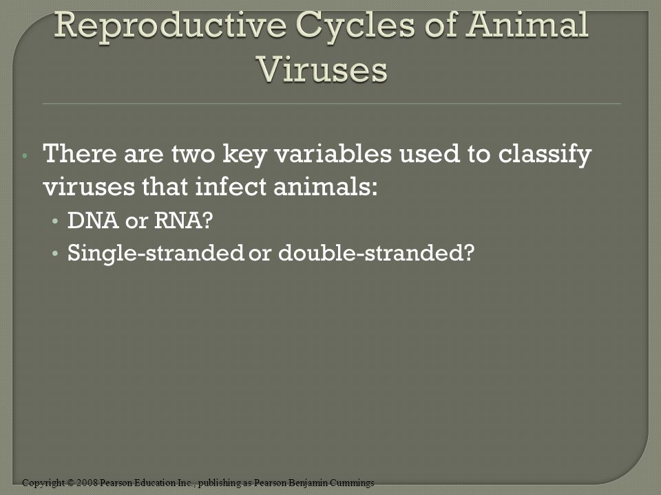 Copyright © 2008 Pearson Education Inc., publishing as Pearson Benjamin Cummings There are two key variables used to classify viruses that infect animals: DNA or RNA.
