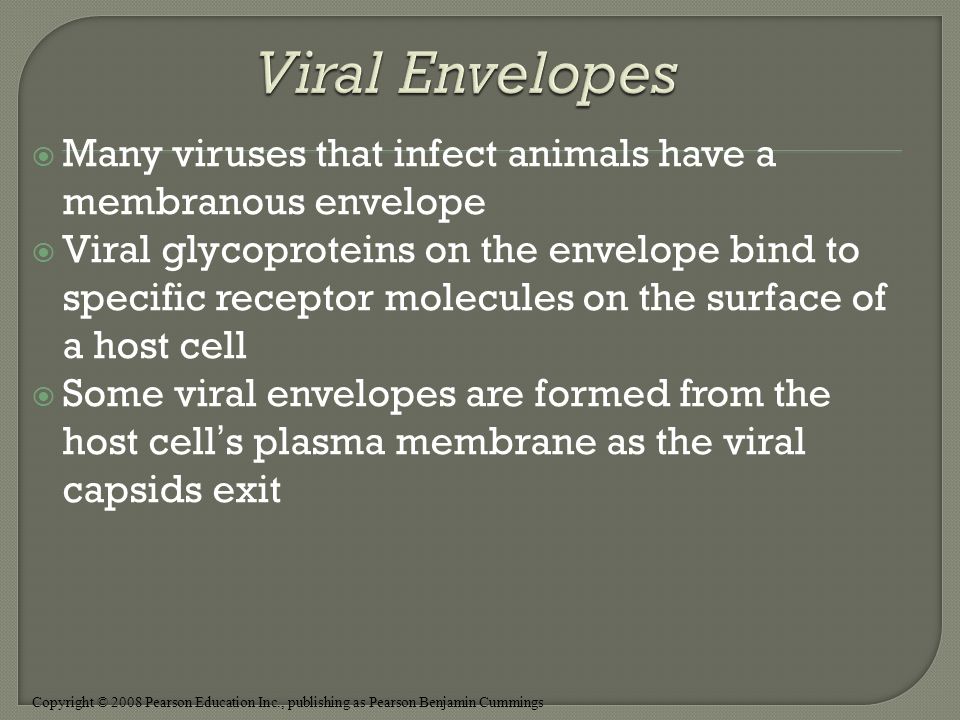 Copyright © 2008 Pearson Education Inc., publishing as Pearson Benjamin Cummings  Many viruses that infect animals have a membranous envelope  Viral glycoproteins on the envelope bind to specific receptor molecules on the surface of a host cell  Some viral envelopes are formed from the host cell’s plasma membrane as the viral capsids exit
