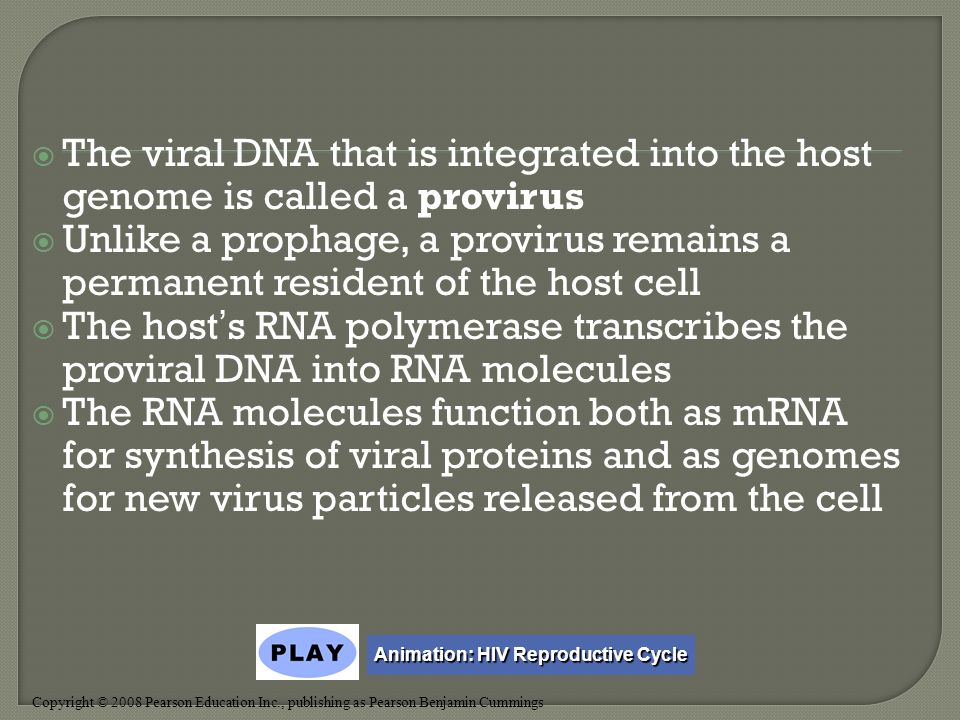 Copyright © 2008 Pearson Education Inc., publishing as Pearson Benjamin Cummings  The viral DNA that is integrated into the host genome is called a provirus  Unlike a prophage, a provirus remains a permanent resident of the host cell  The host’s RNA polymerase transcribes the proviral DNA into RNA molecules  The RNA molecules function both as mRNA for synthesis of viral proteins and as genomes for new virus particles released from the cell Animation: HIV Reproductive Cycle Animation: HIV Reproductive Cycle