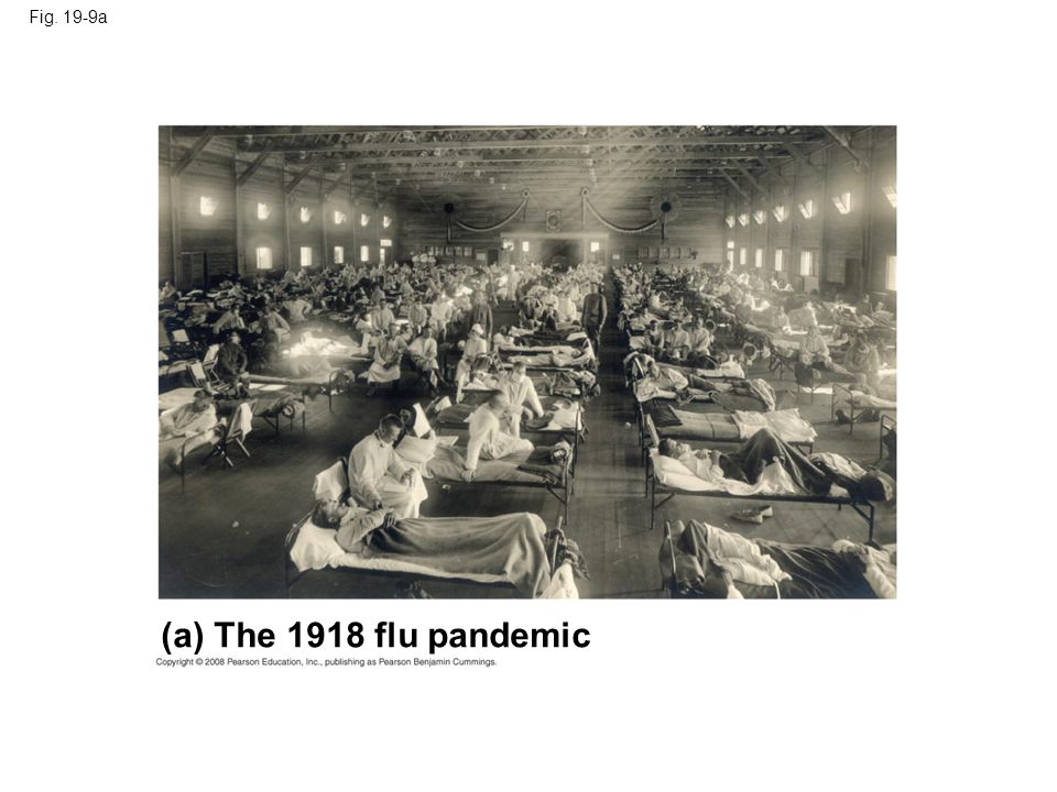 Fig. 19-9a (a) The 1918 flu pandemic