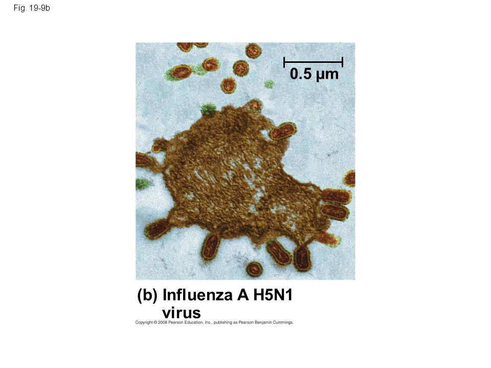 Fig. 19-9b (b) Influenza A H5N1 virus 0.5 µm
