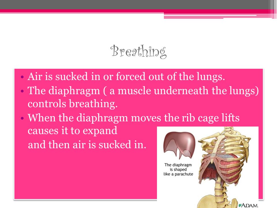 Breathing Air is sucked in or forced out of the lungs.