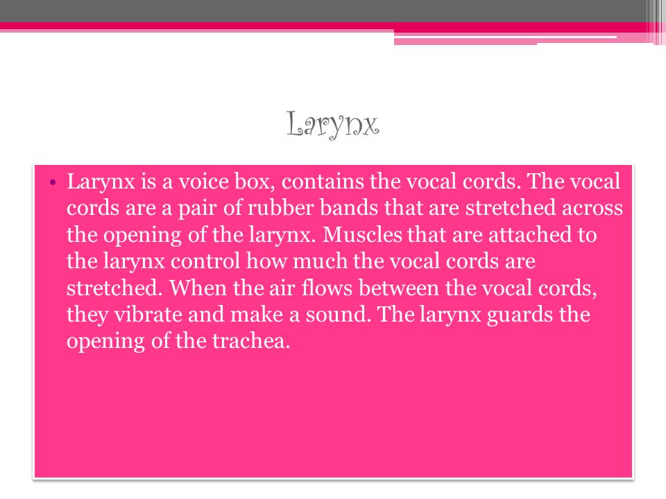 Larynx Larynx is a voice box, contains the vocal cords.