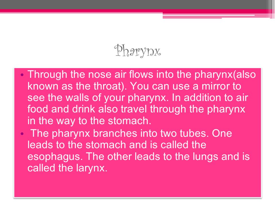 Pharynx Through the nose air flows into the pharynx(also known as the throat).