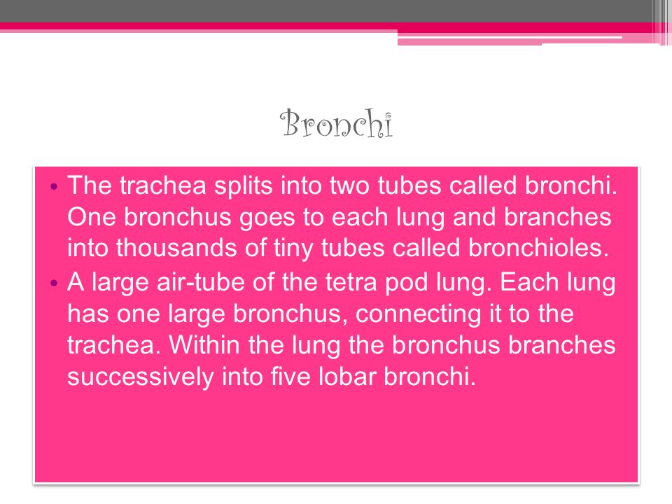 Bronchi The trachea splits into two tubes called bronchi.