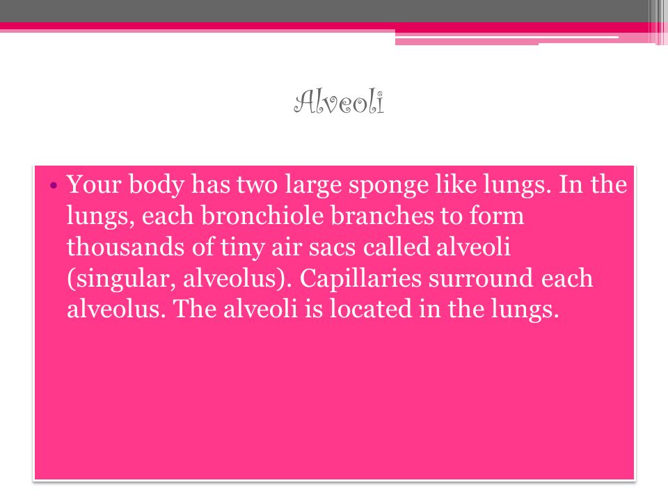Alveoli Your body has two large sponge like lungs.