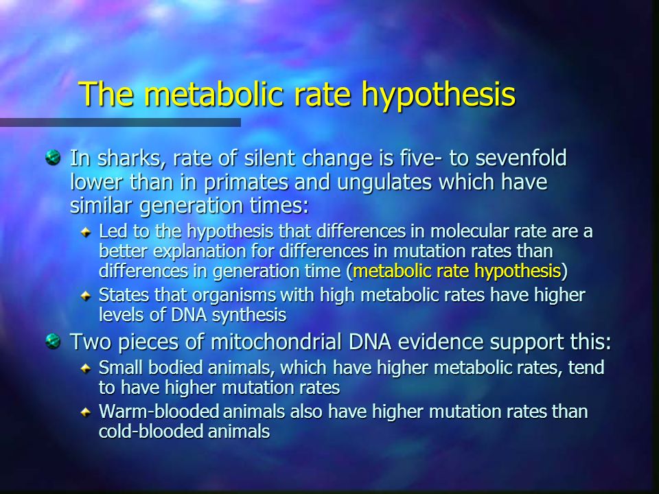 The metabolic rate hypothesis In sharks, rate of silent change is five- to sevenfold lower than in primates and ungulates which have similar generation times: Led to the hypothesis that differences in molecular rate are a better explanation for differences in mutation rates than differences in generation time (metabolic rate hypothesis) States that organisms with high metabolic rates have higher levels of DNA synthesis Two pieces of mitochondrial DNA evidence support this: Small bodied animals, which have higher metabolic rates, tend to have higher mutation rates Warm-blooded animals also have higher mutation rates than cold-blooded animals