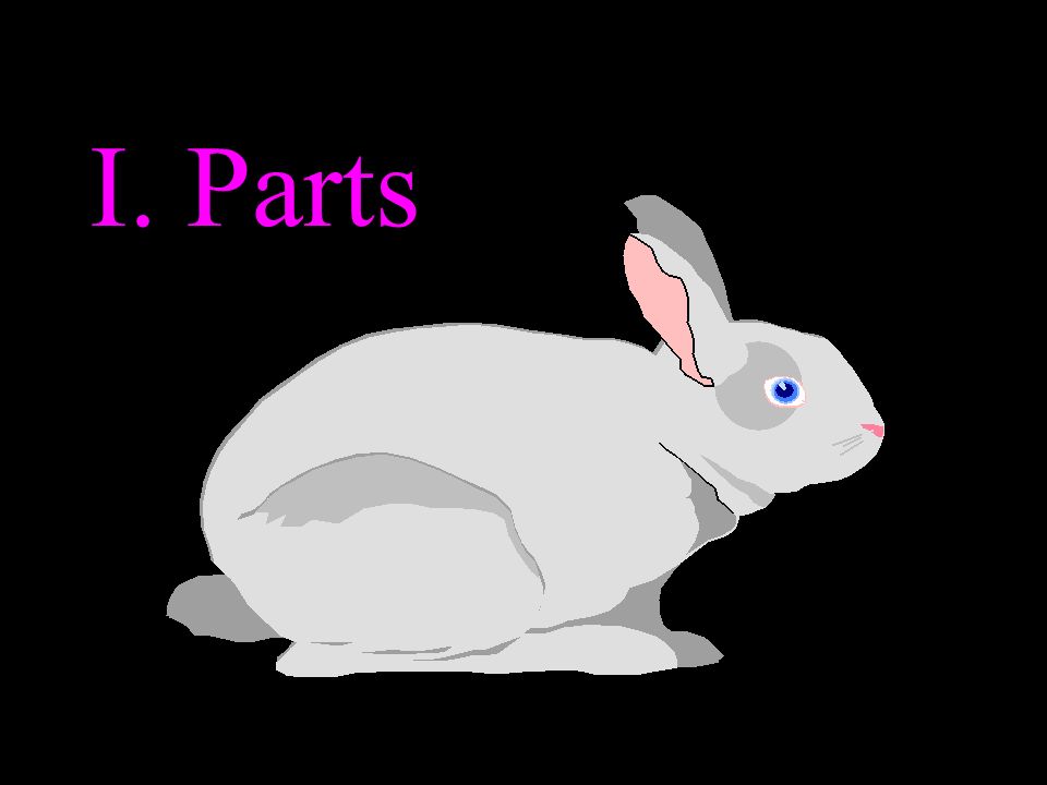 Small Animal Management Rabbits