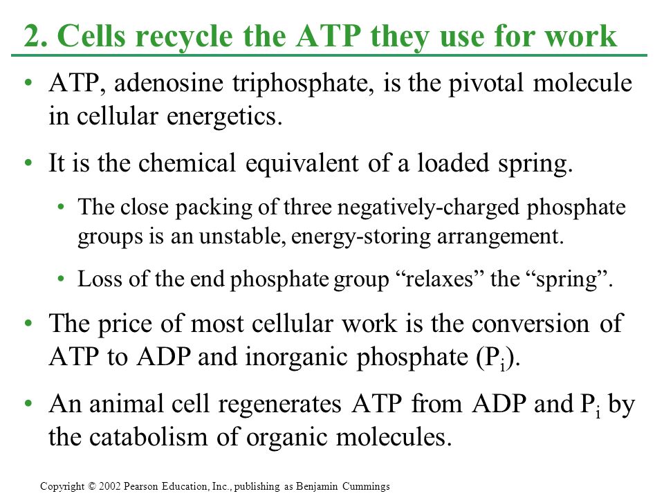 ATP, adenosine triphosphate, is the pivotal molecule in cellular energetics.