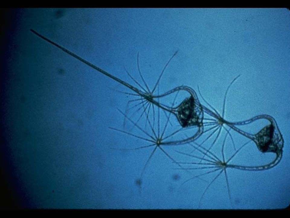 27. Dinoflagellate