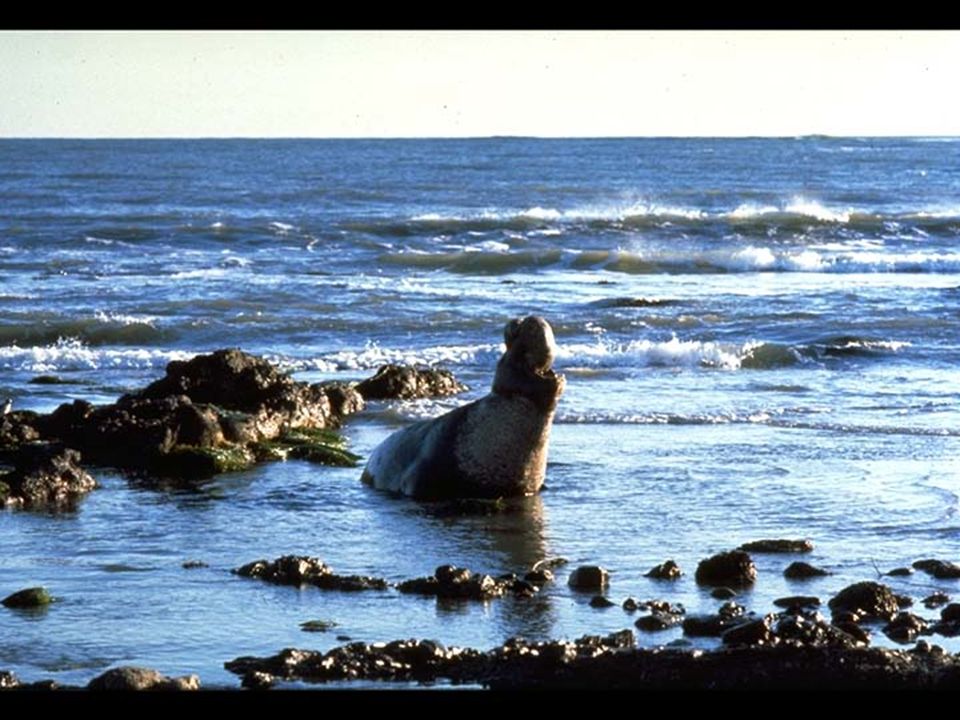 41. Elephant Seal