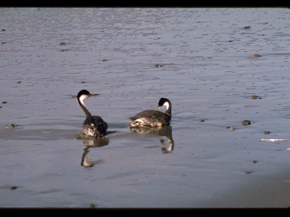 53. Oiled Grebes