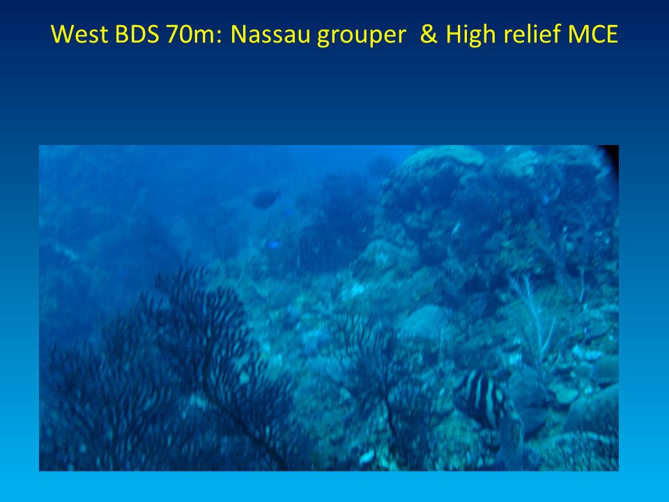 West BDS 70m: Nassau grouper & High relief MCE